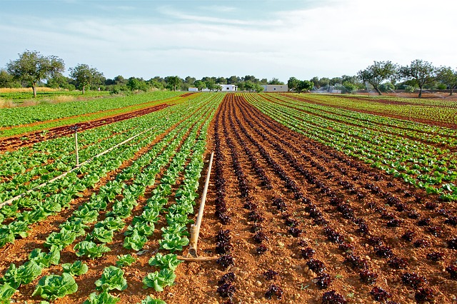 Ekonomiczne i ekologiczne aspekty rolnictwa: droga do zrównoważonej przyszłości